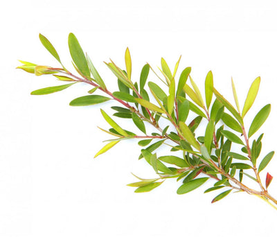Discover Why Tea Tree Oil Is an Excellent Hair Care Treatment